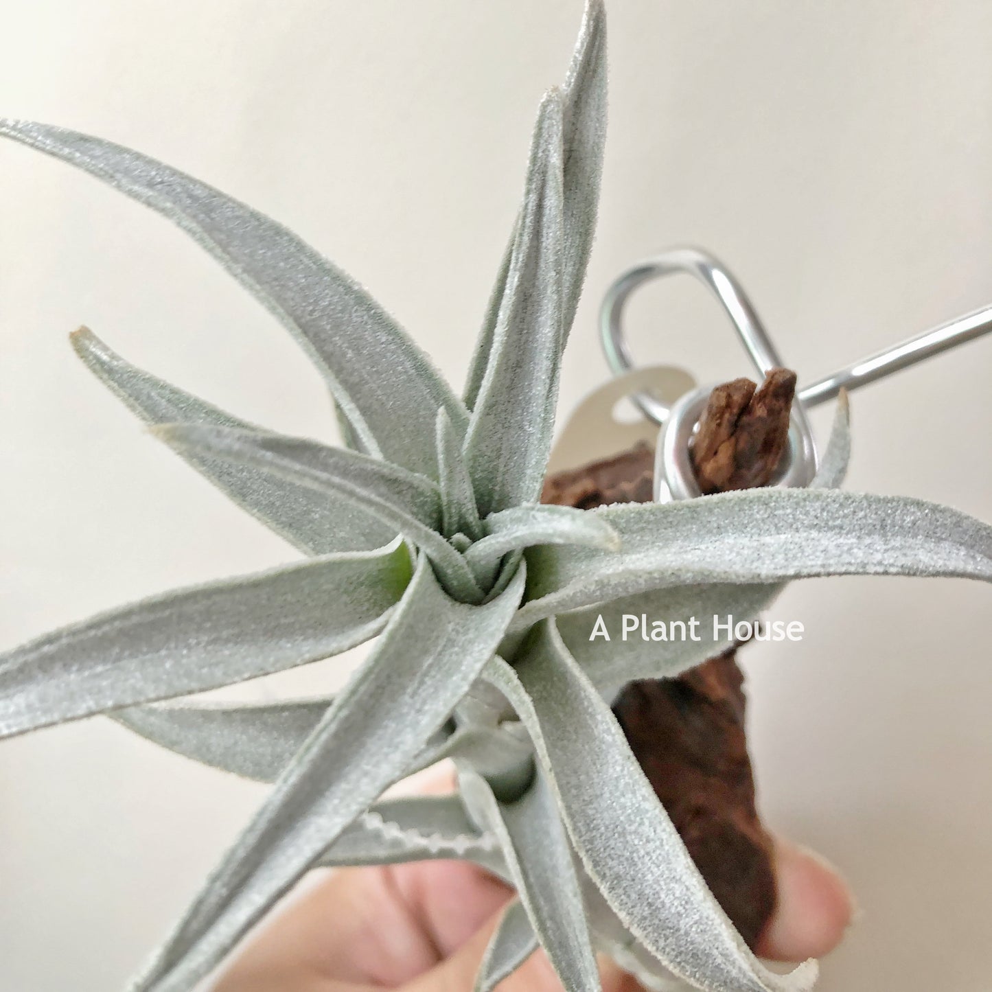 Tillandsia Edithae Silver Form