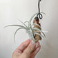 Tillandsia Chiletensis