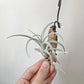 Tillandsia Chiletensis