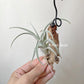Tillandsia Chiletensis