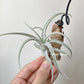 Tillandsia Chiletensis