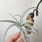Tillandsia Chiletensis