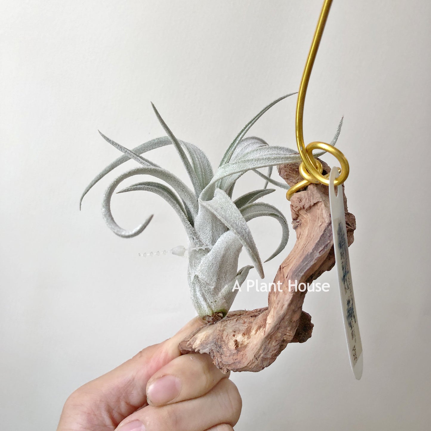 Tillandsia White Night