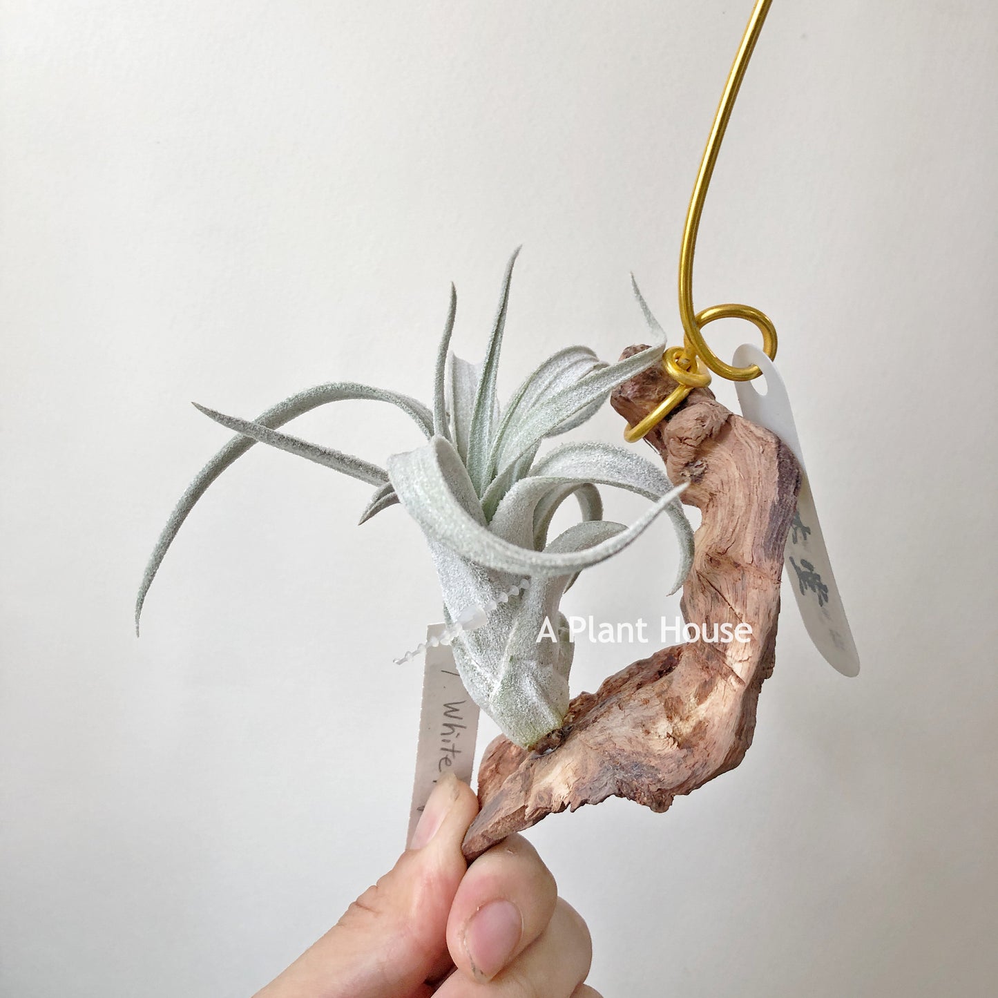 Tillandsia White Night