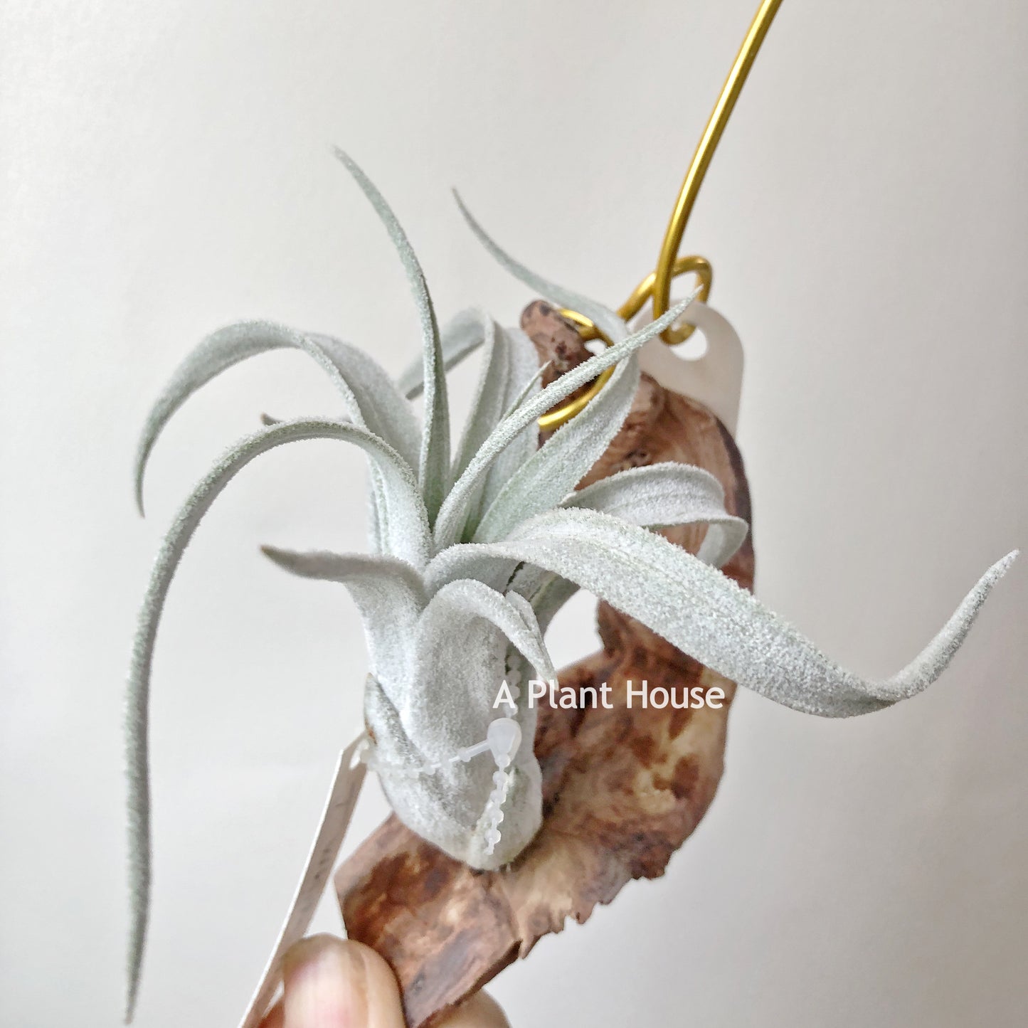 Tillandsia White Night