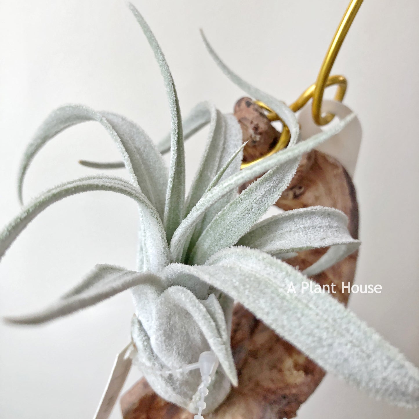 Tillandsia White Night