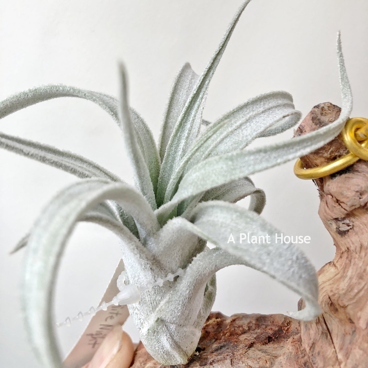 Tillandsia White Night