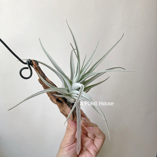 Tillandsia Minasgeraisensis