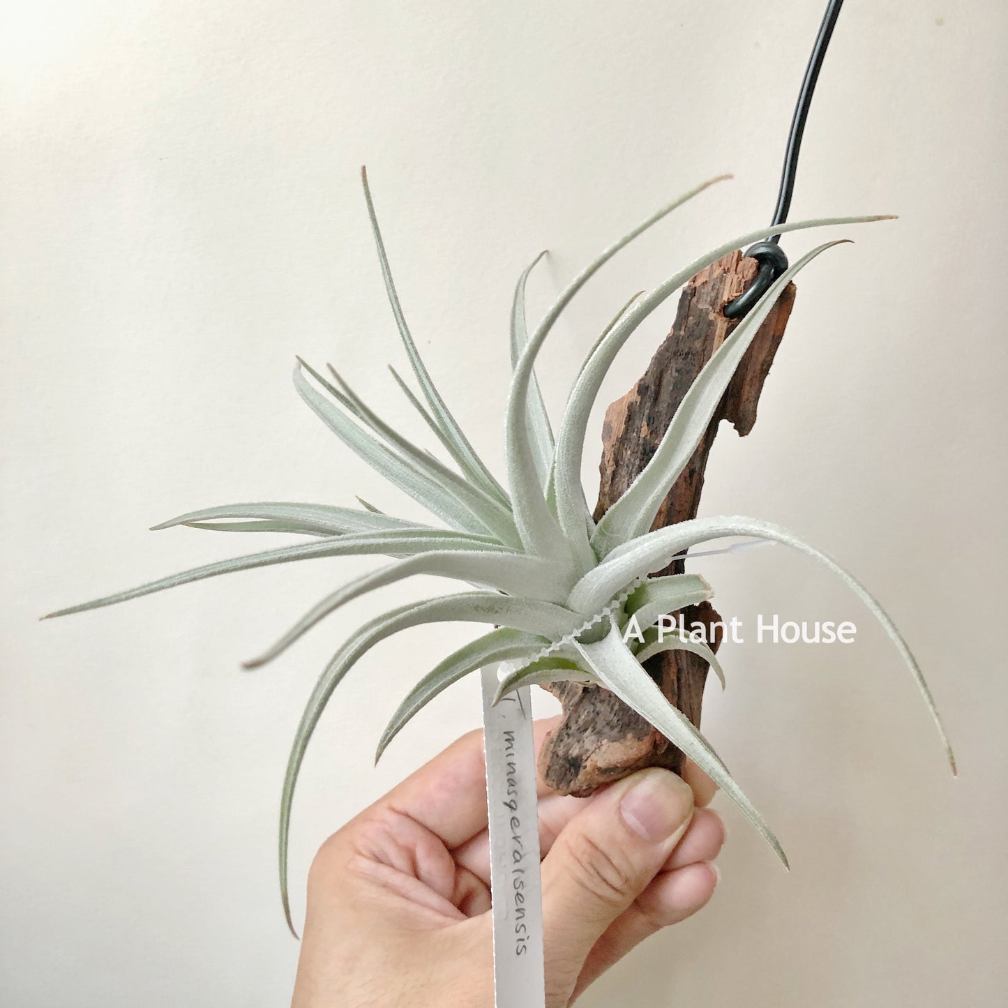 Tillandsia Minasgeraisensis