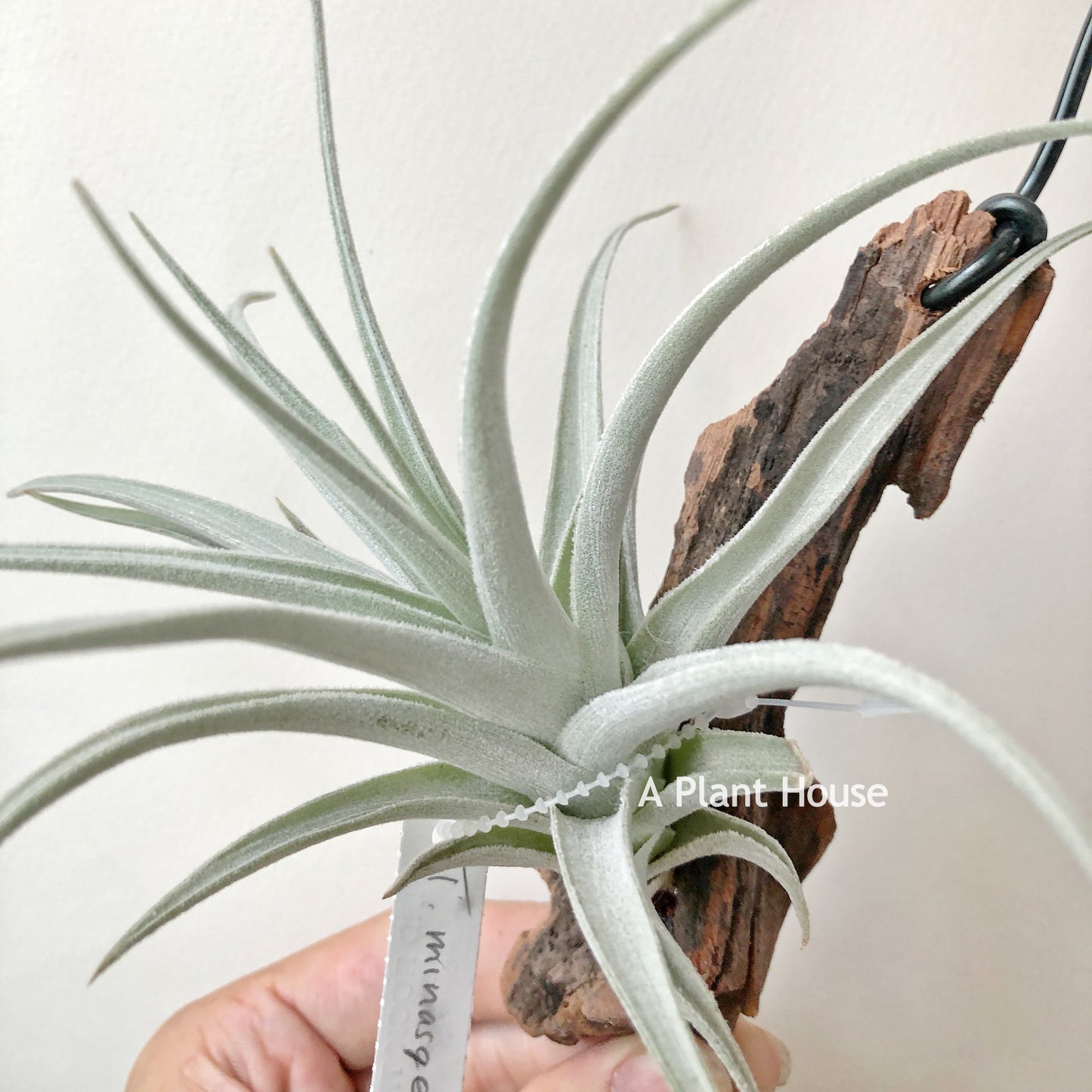 Tillandsia Minasgeraisensis