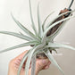 Tillandsia Minasgeraisensis