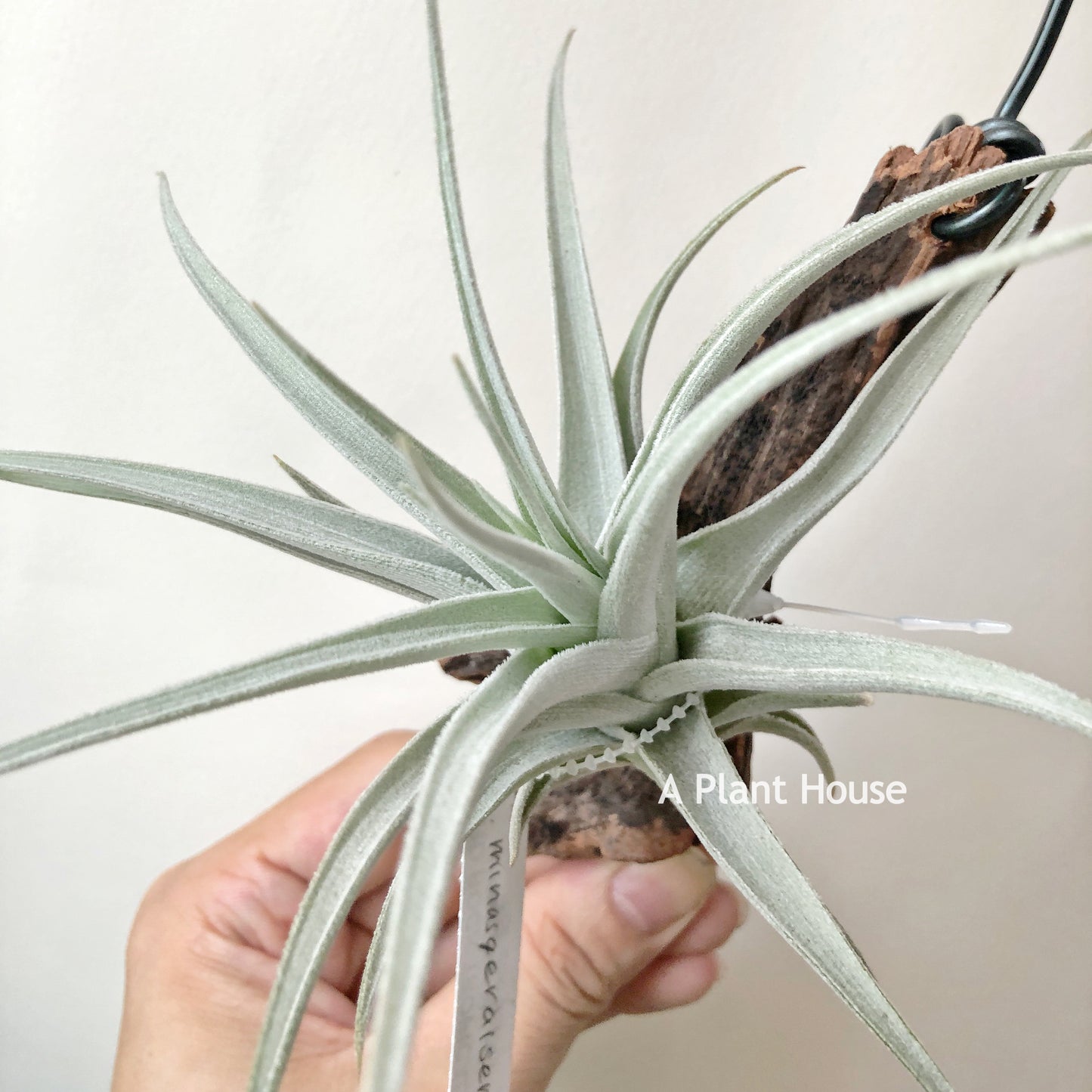 Tillandsia Minasgeraisensis