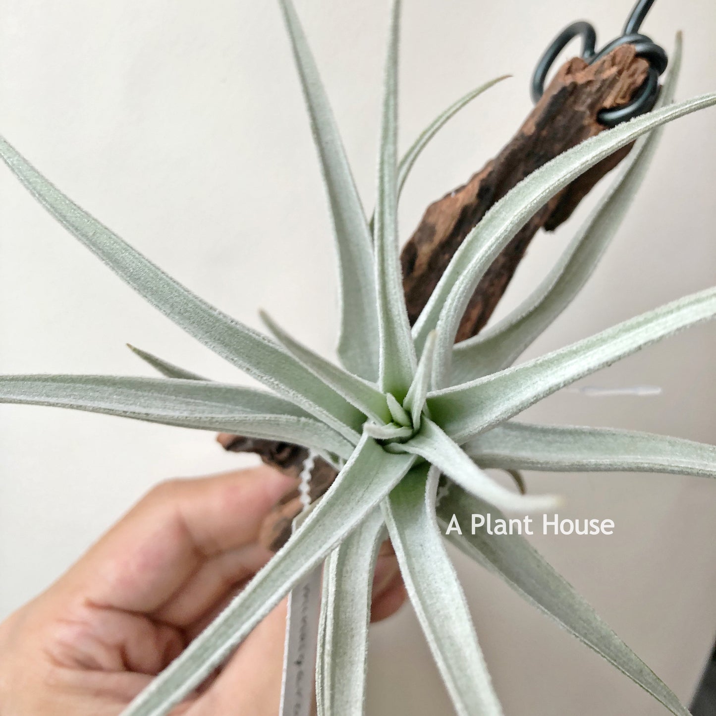 Tillandsia Minasgeraisensis