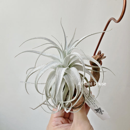 Tillandsia Gardneri V. Rupicola (Purple Form)