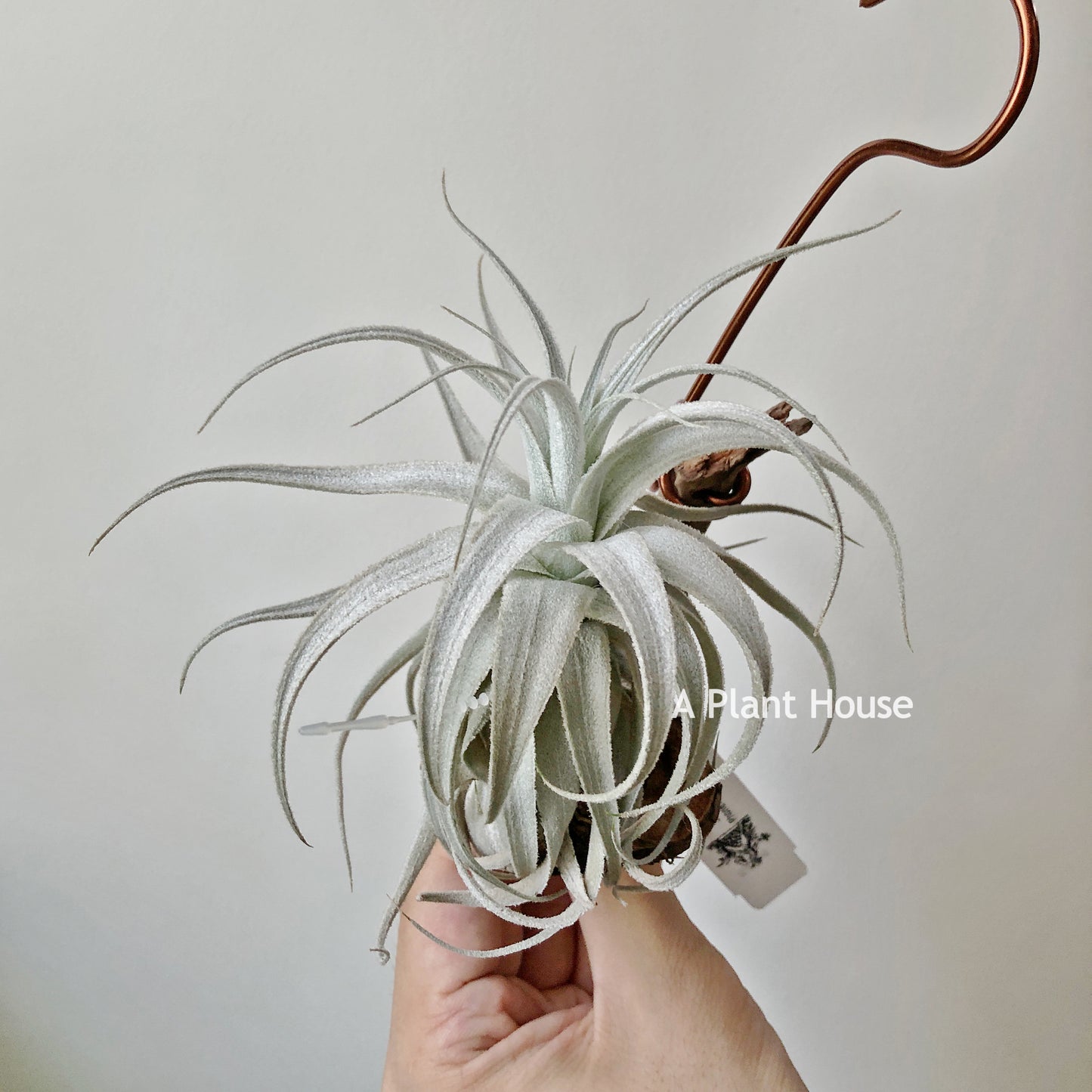 Tillandsia Gardneri V. Rupicola (Purple Form)