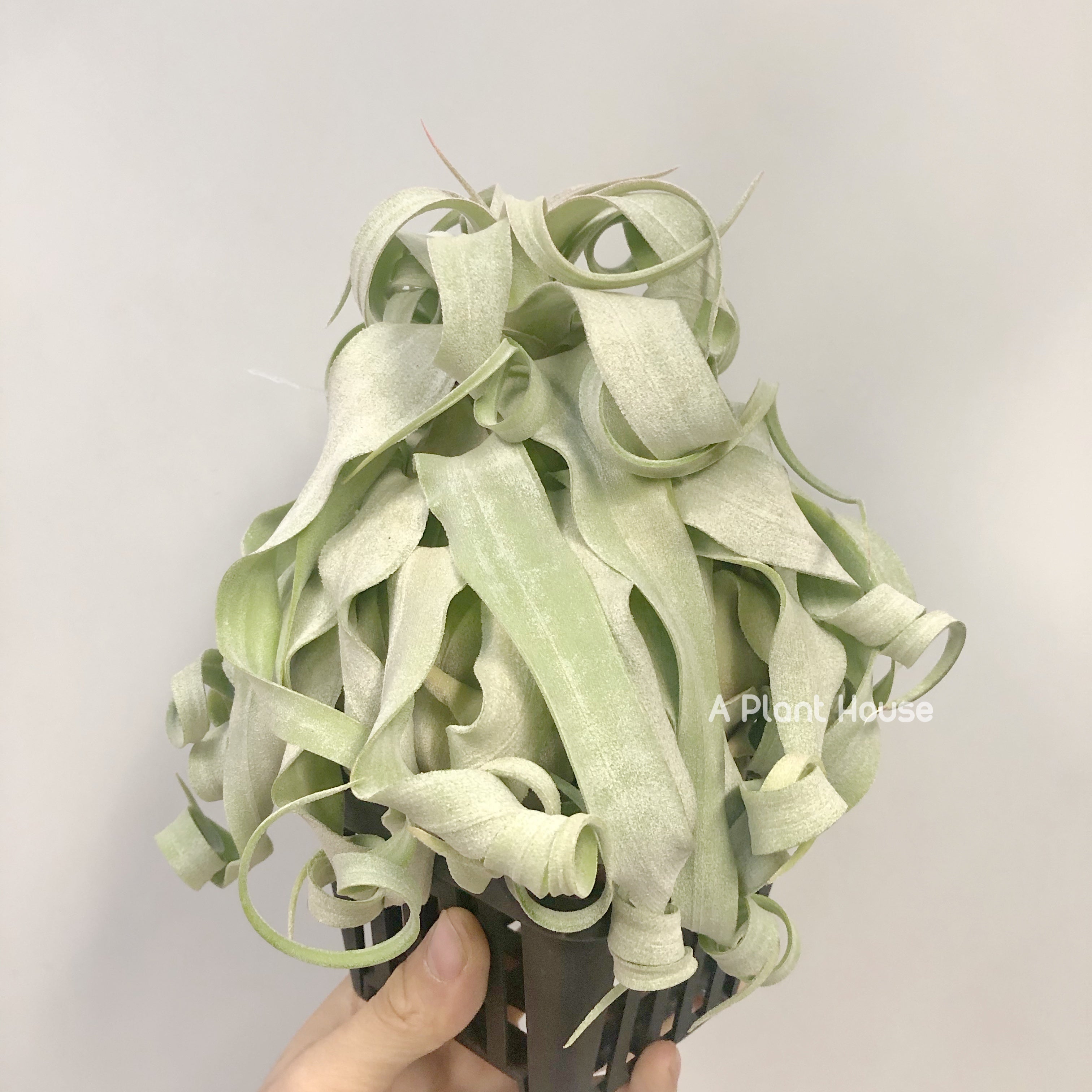 Tillandsia Regal Rene – APlantHouse