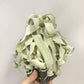 Tillandsia Regal Rene