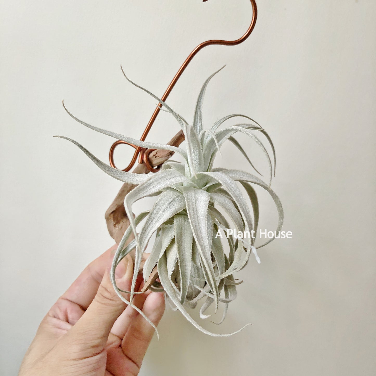 Tillandsia Gardneri V. Rupicola (Purple Form)