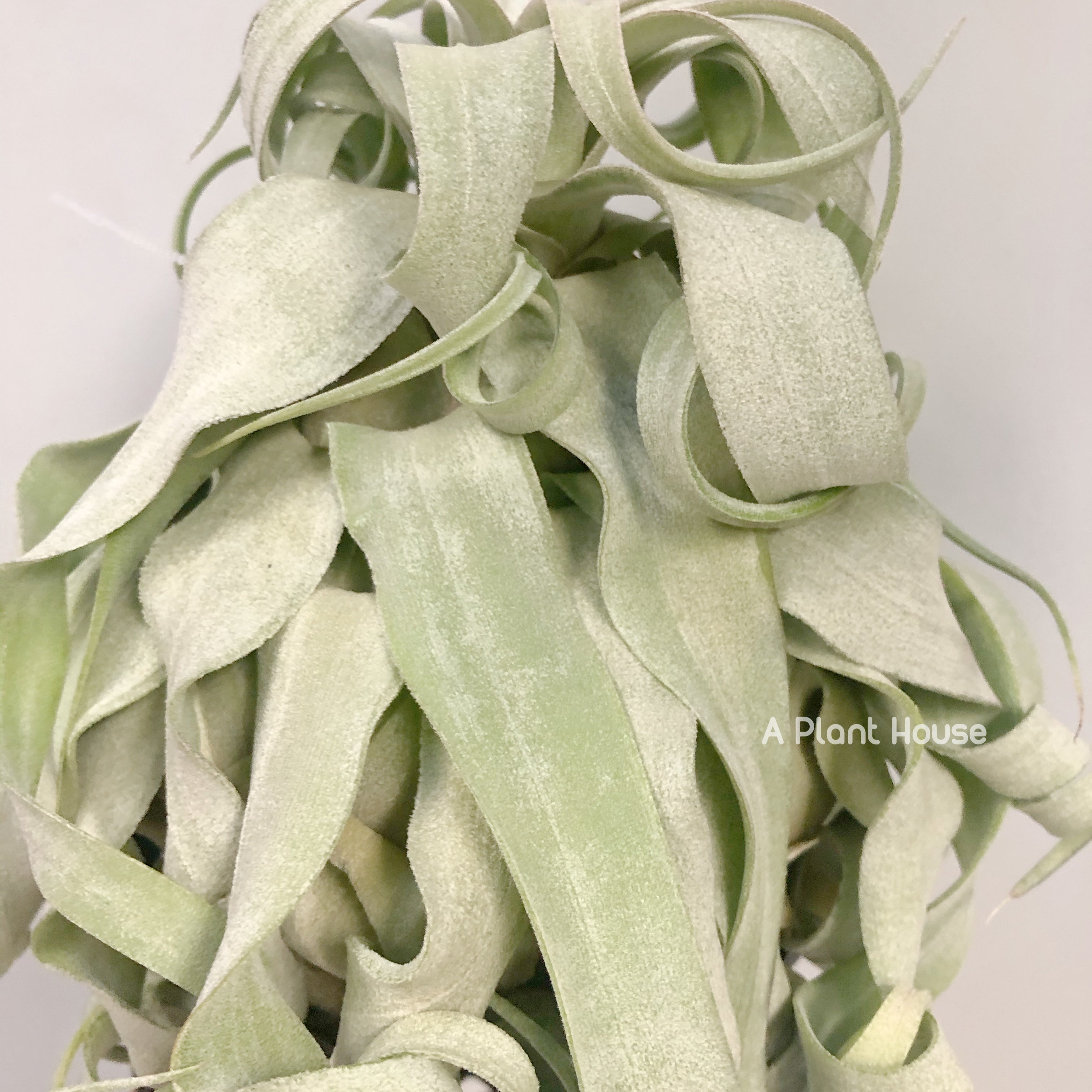 Tillandsia Regal Rene – APlantHouse