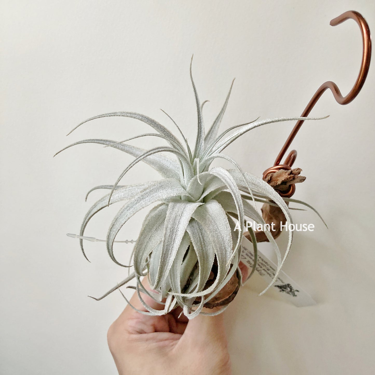 Tillandsia Gardneri V. Rupicola (Purple Form)