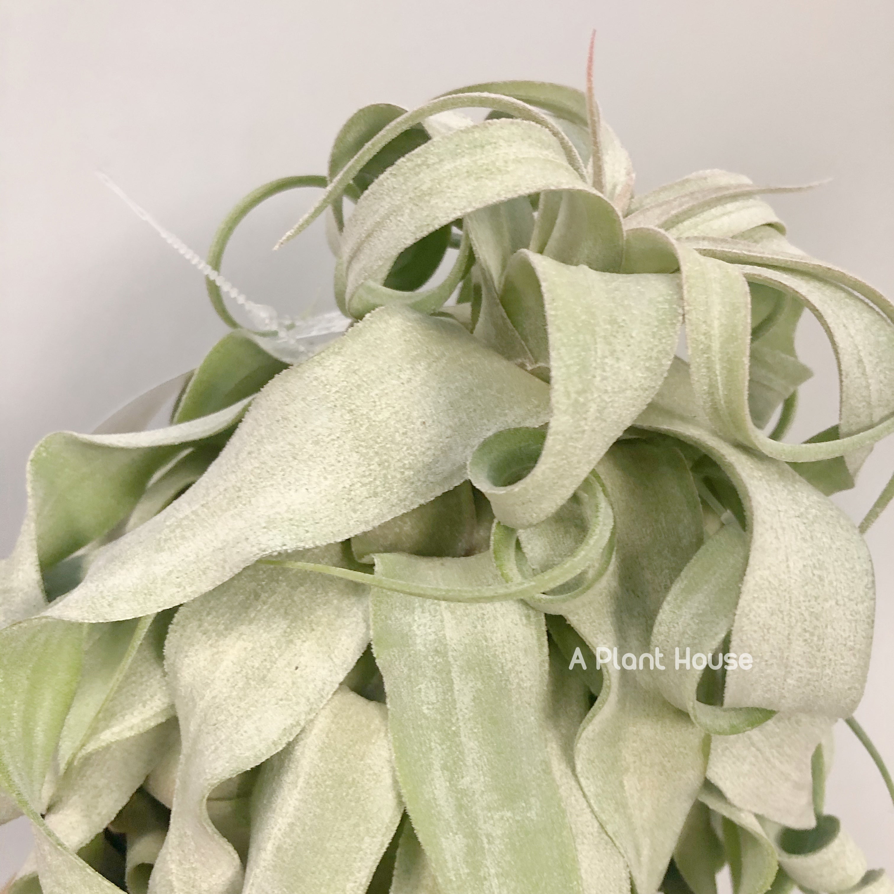 Tillandsia Regal Rene – APlantHouse