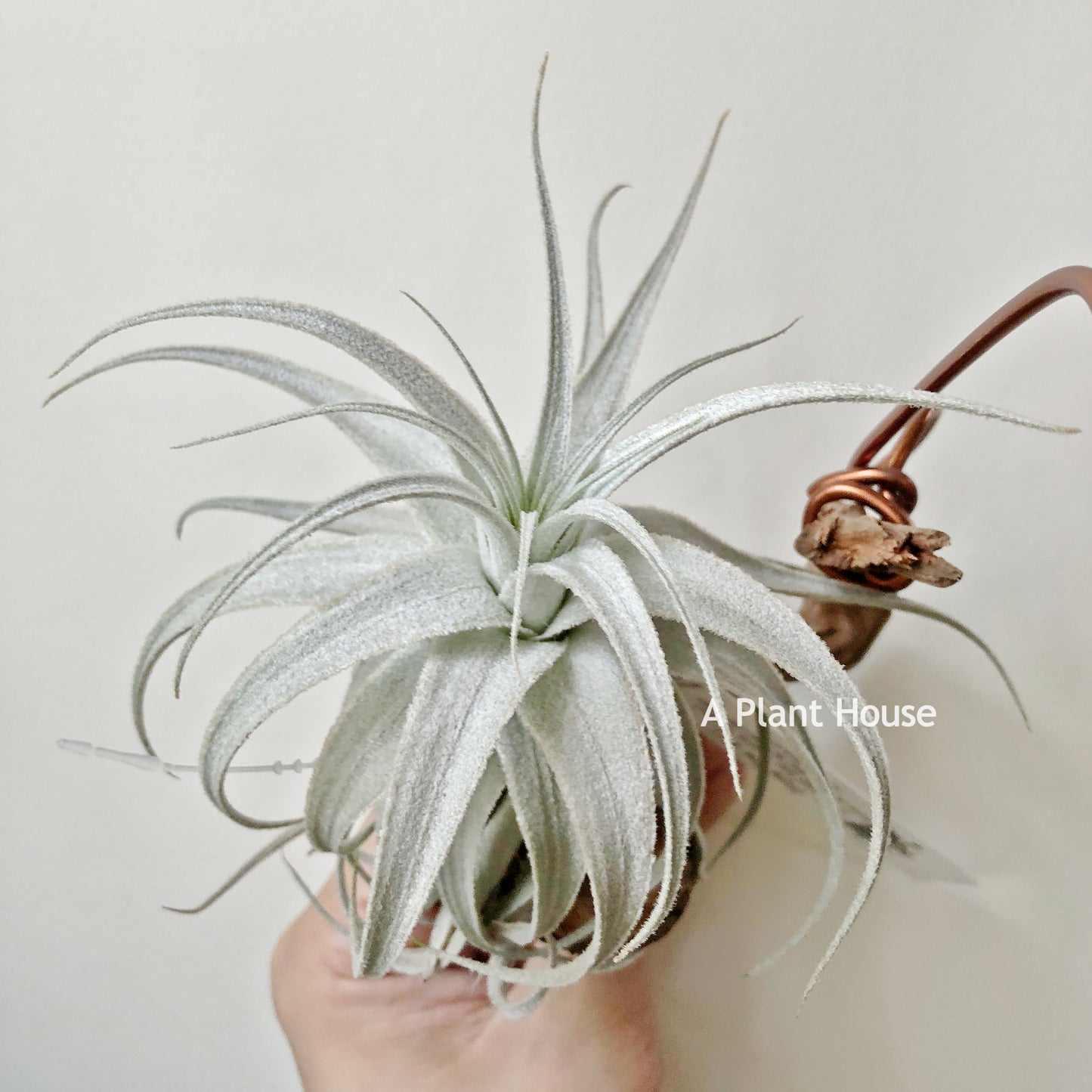 Tillandsia Gardneri V. Rupicola (Purple Form)