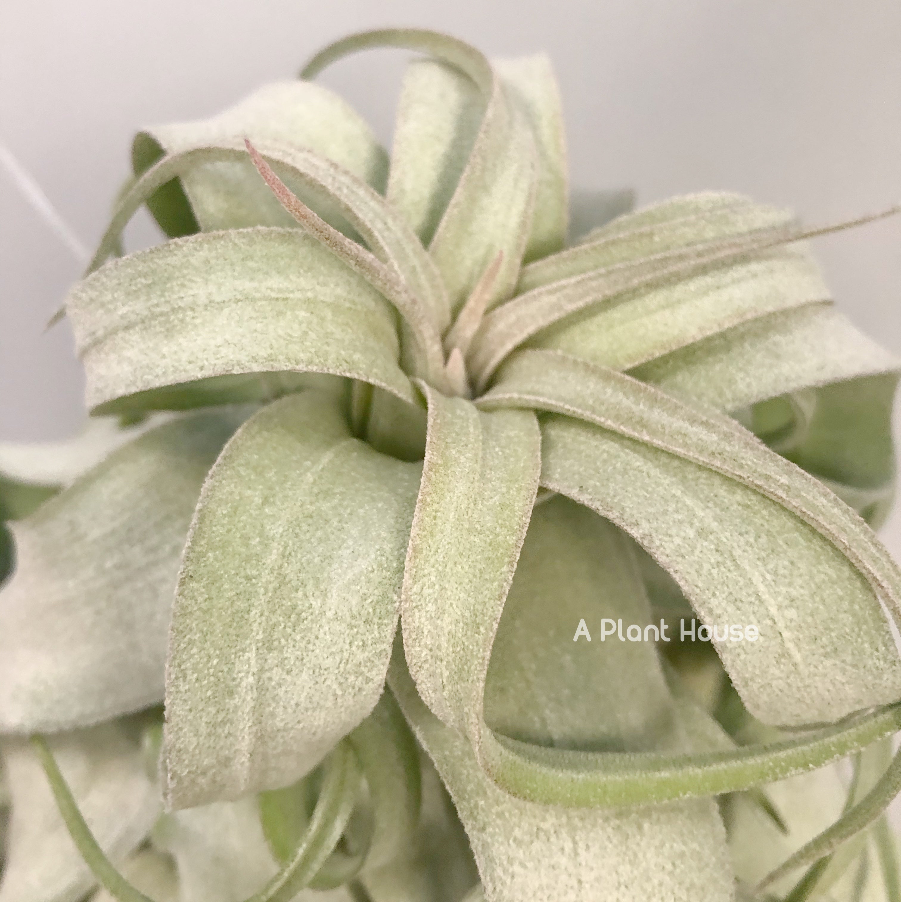 Tillandsia Regal Rene – APlantHouse