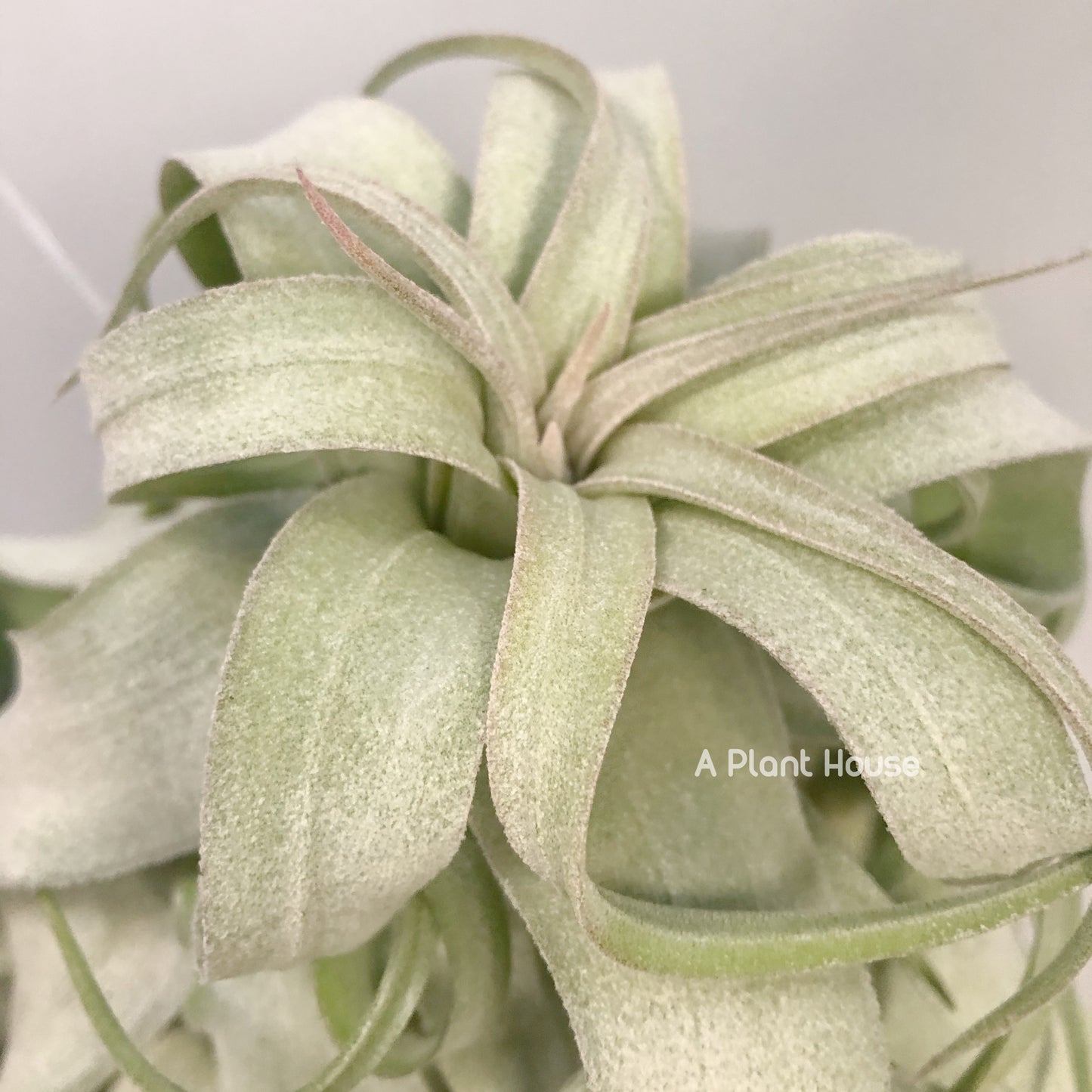 Tillandsia Regal Rene