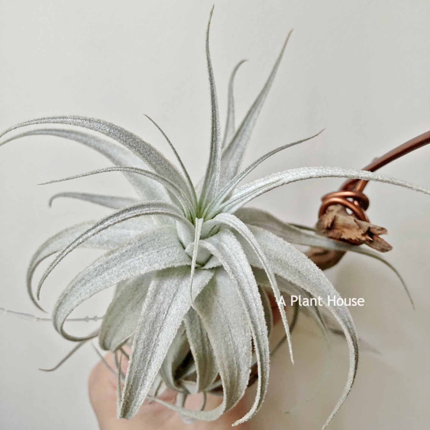 Tillandsia Gardneri V. Rupicola (Purple Form)