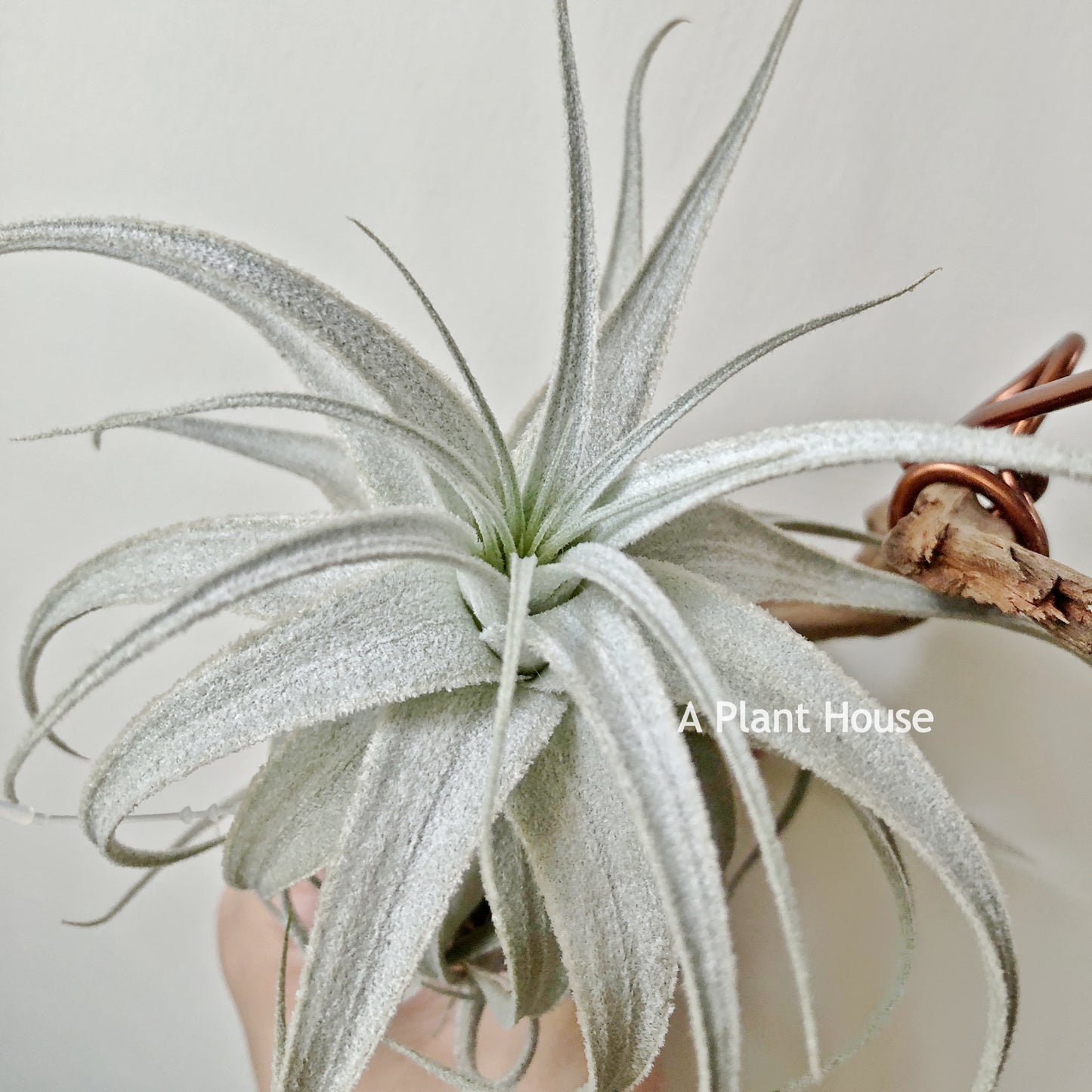 Tillandsia Gardneri V. Rupicola (Purple Form)