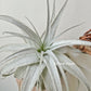 Tillandsia Gardneri V. Rupicola (Purple Form)