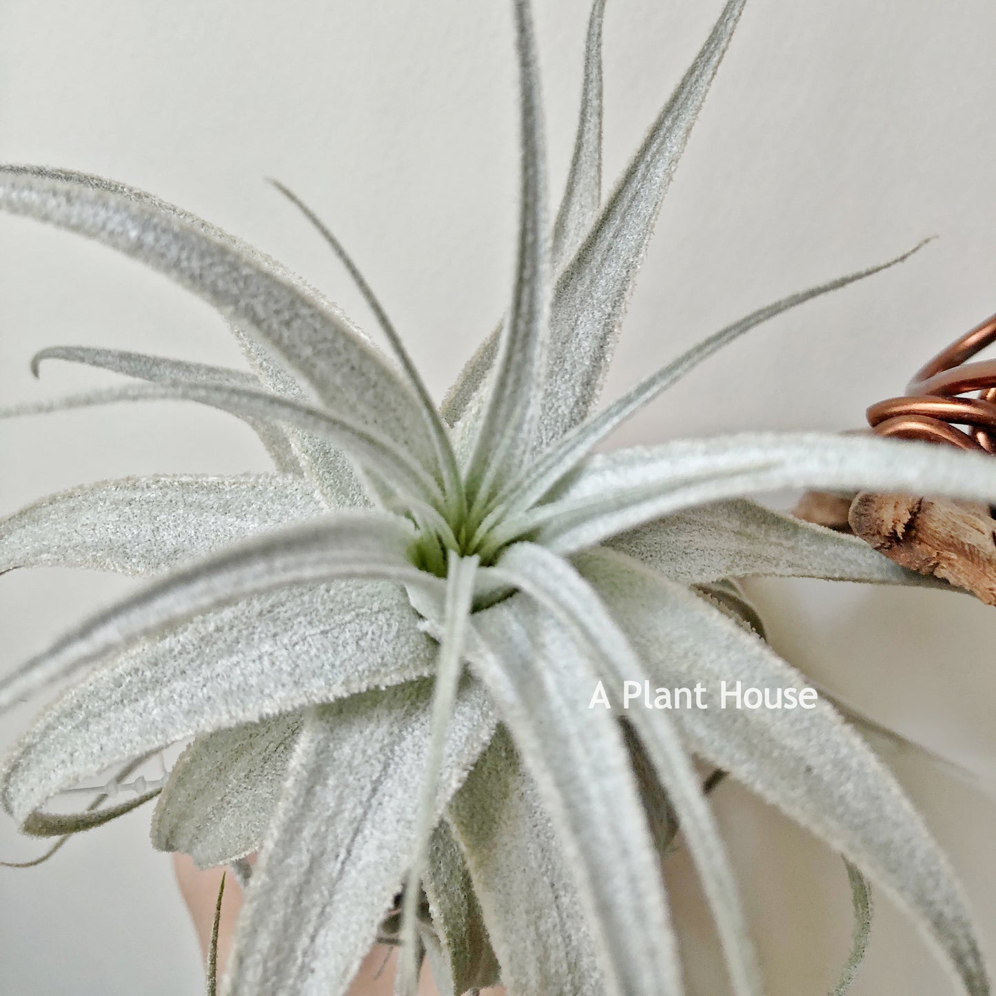 Tillandsia Gardneri V. Rupicola (Purple Form)