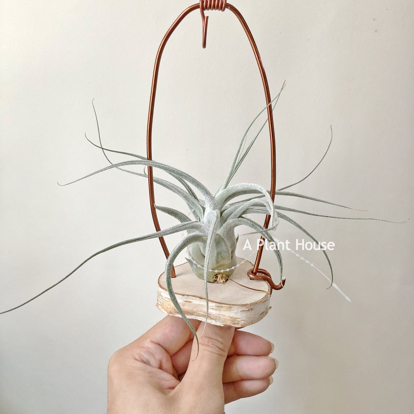 Tillandsia Ehlersiana