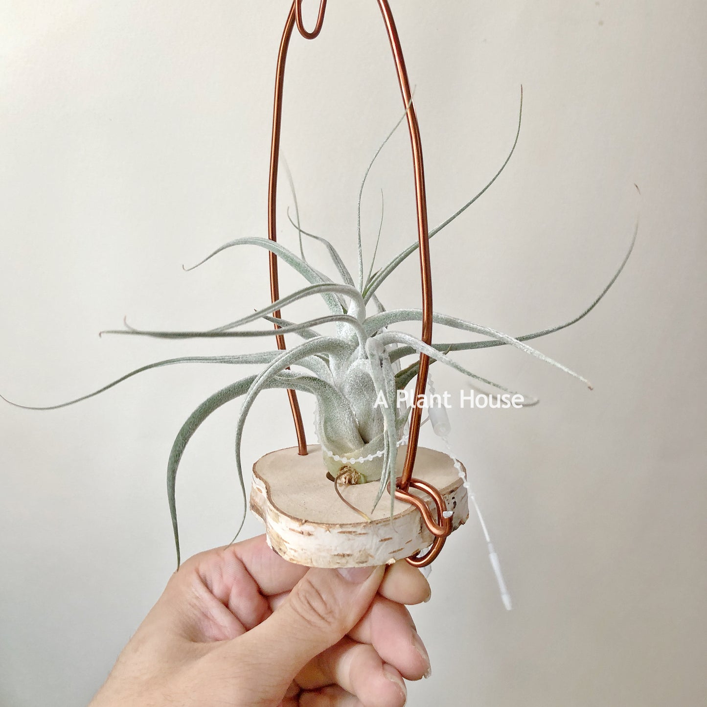 Tillandsia Ehlersiana