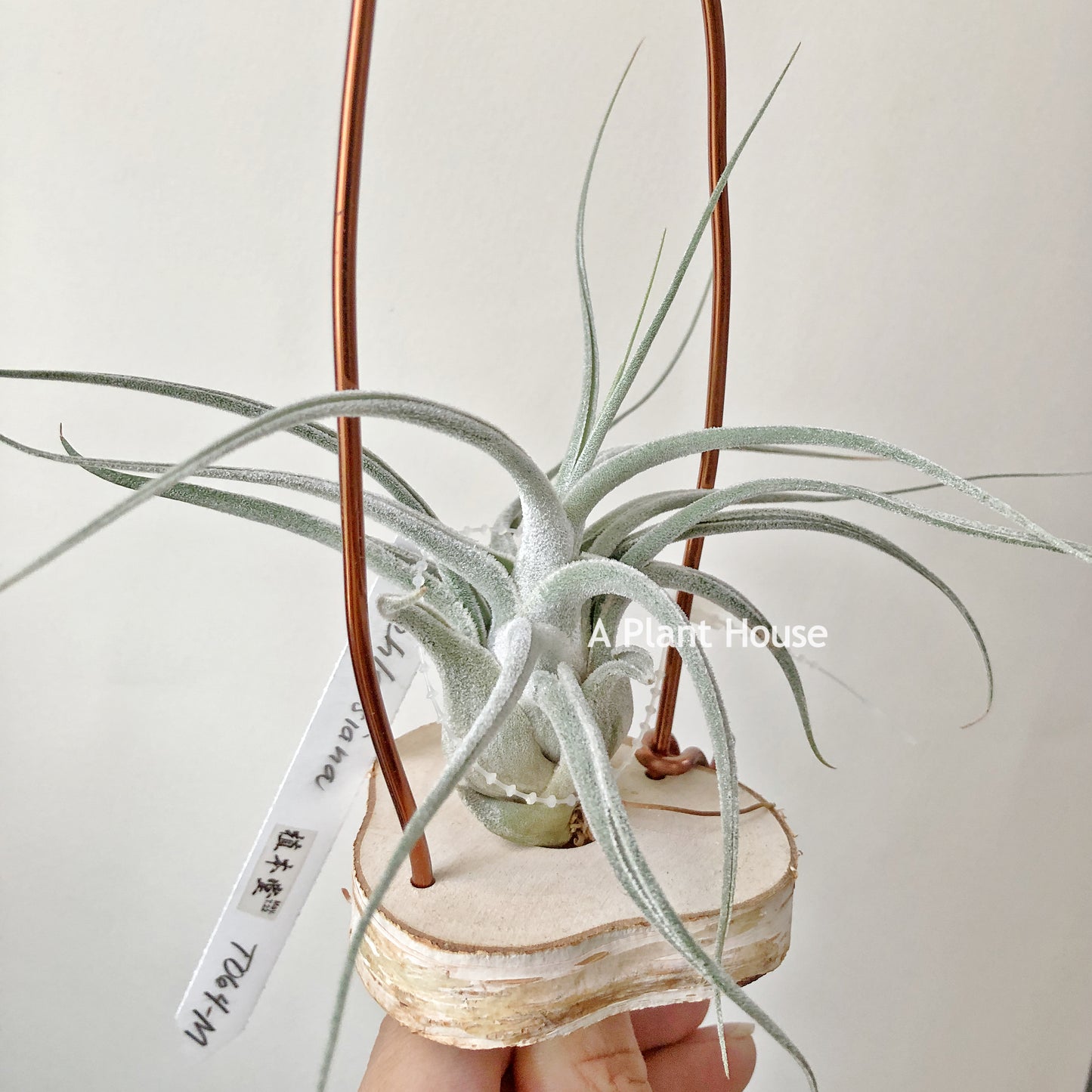 Tillandsia Ehlersiana