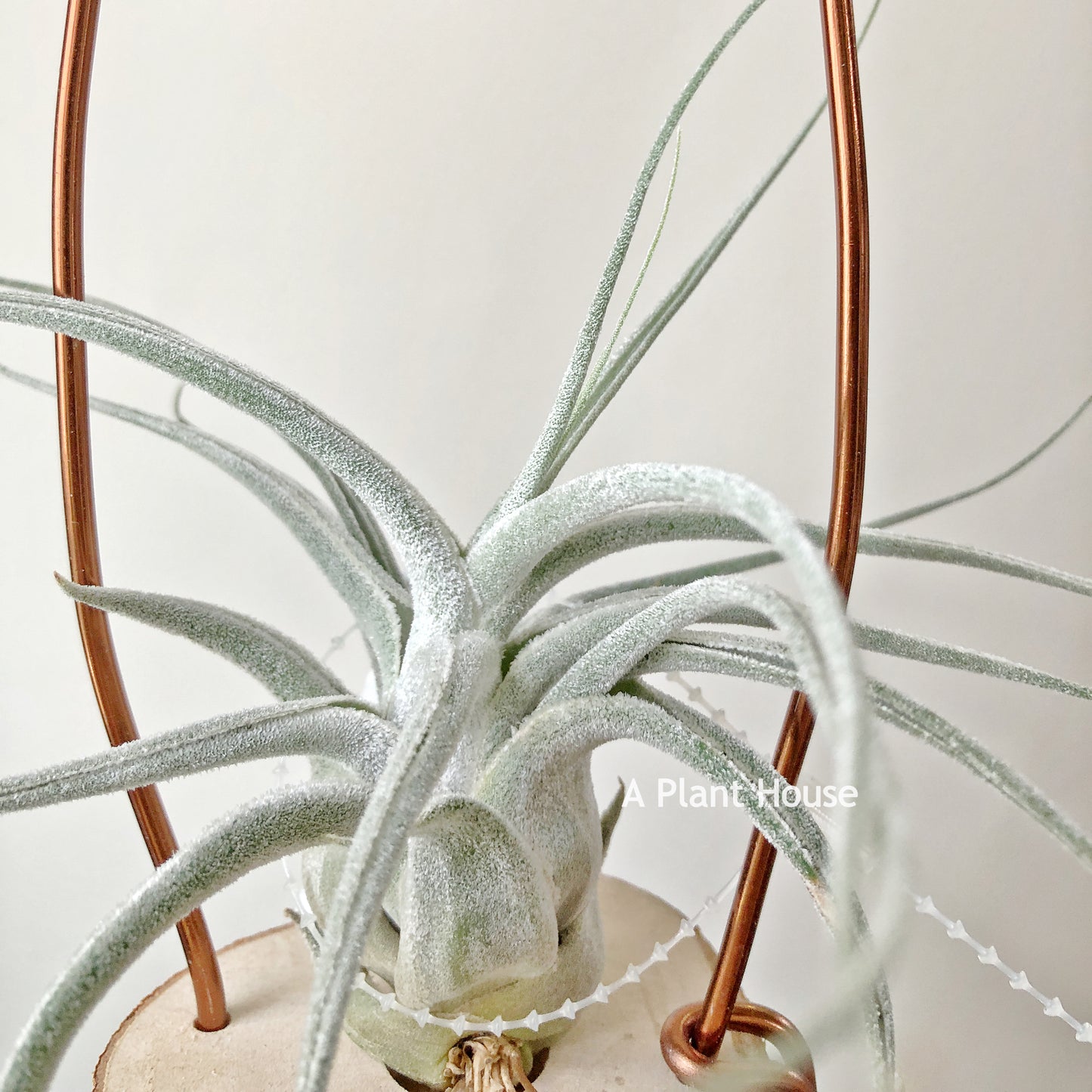 Tillandsia Ehlersiana