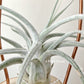Tillandsia Ehlersiana