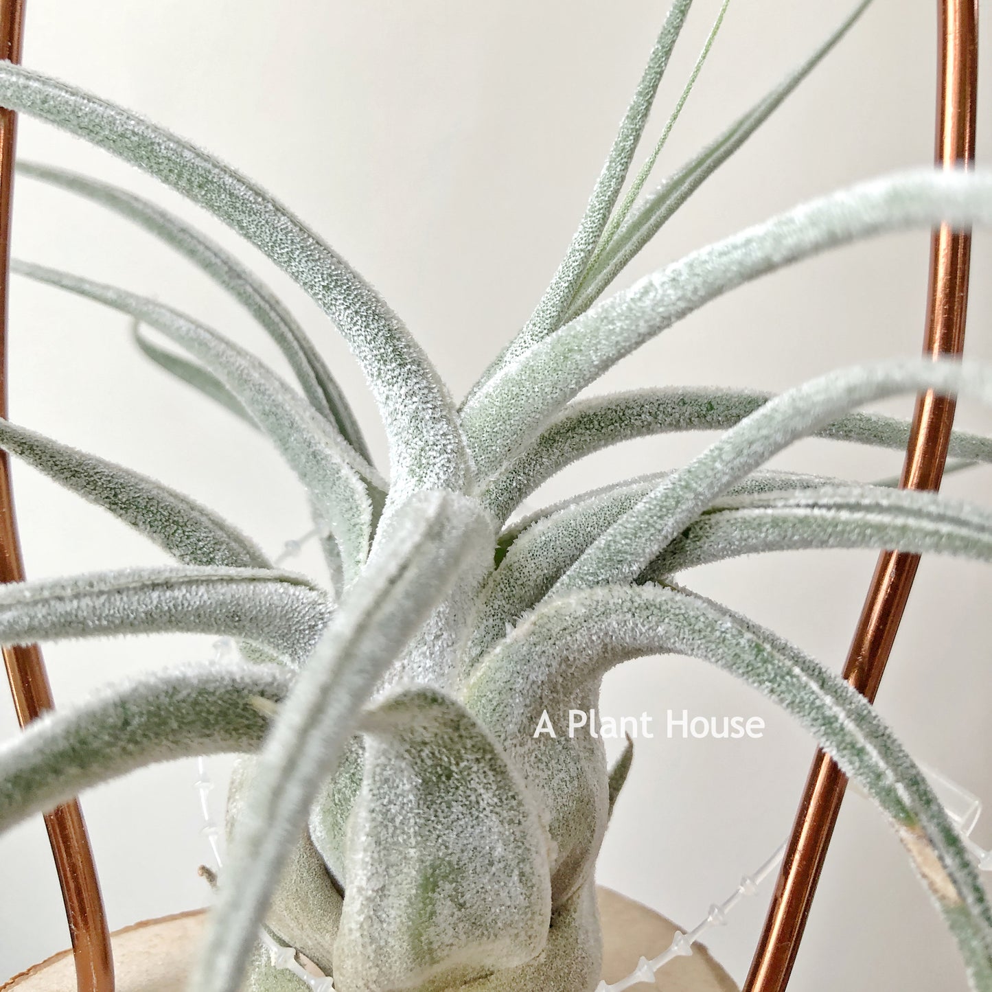 Tillandsia Ehlersiana