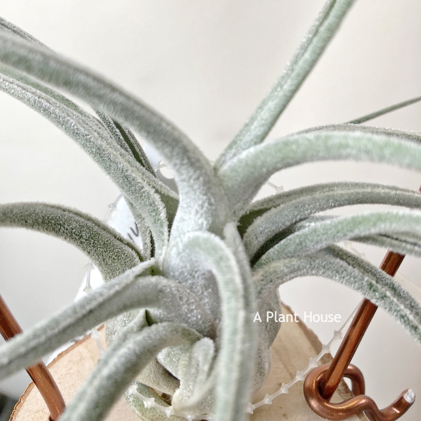 Tillandsia Ehlersiana