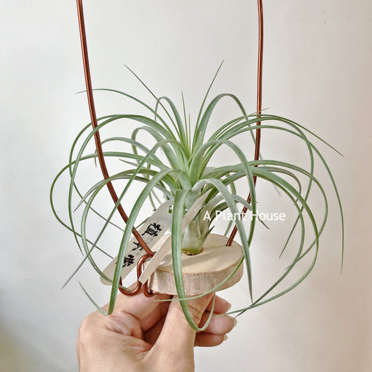 Tillandsia Roland-Gosselinii x Ionantha Rosita