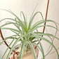 Tillandsia Roland-Gosselinii x Ionantha Rosita