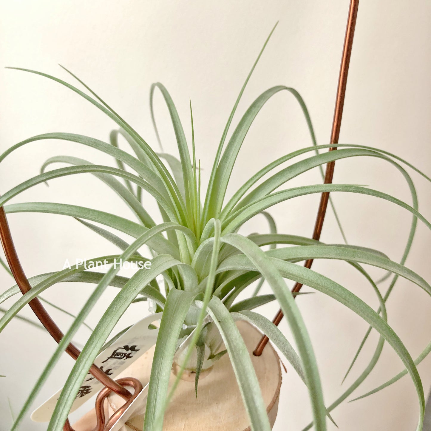 Tillandsia Roland-Gosselinii x Ionantha Rosita