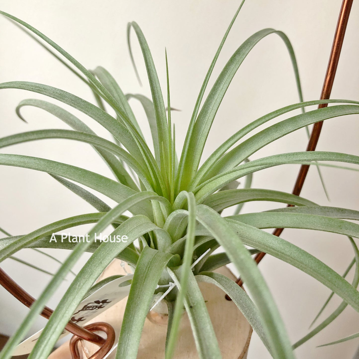 Tillandsia Roland-Gosselinii x Ionantha Rosita