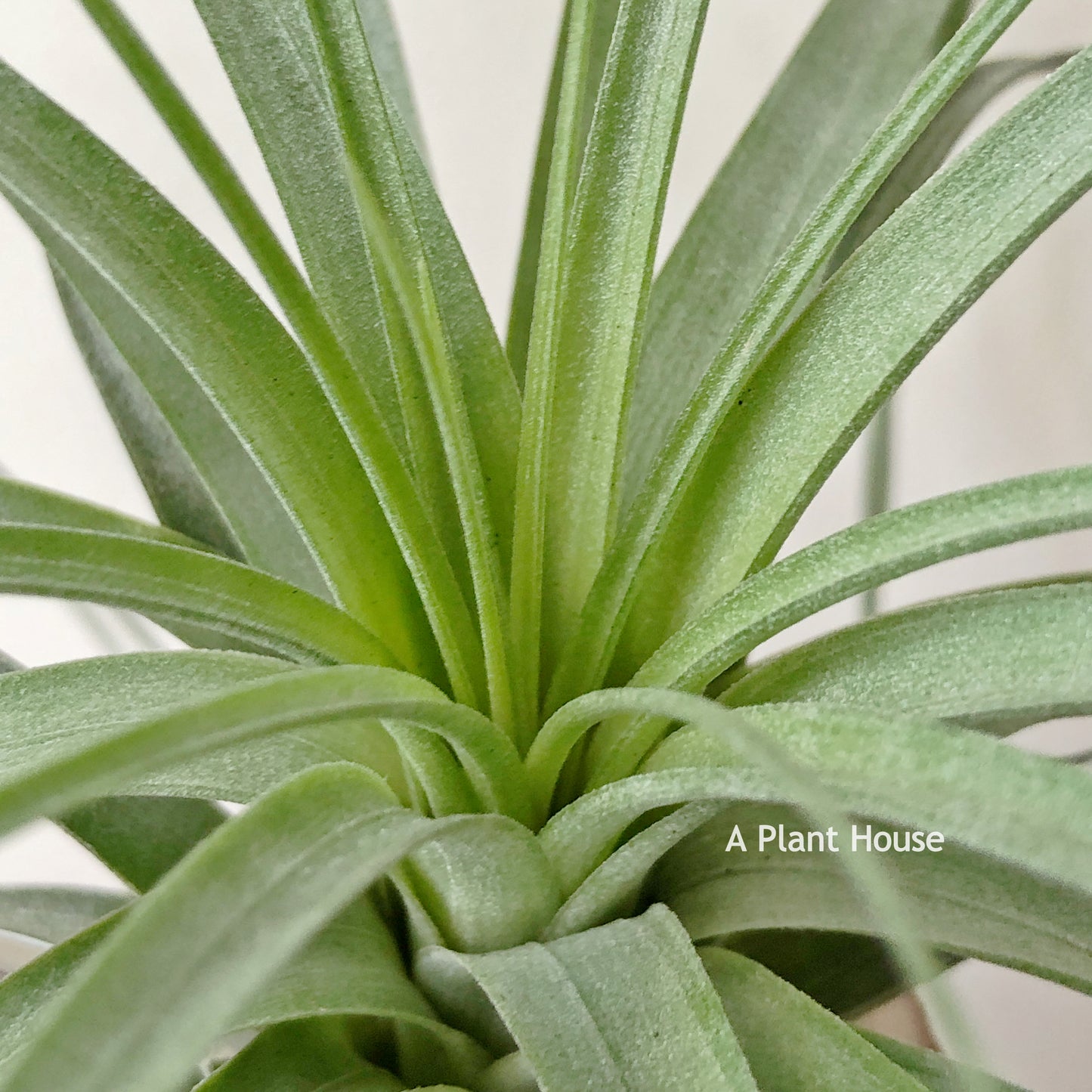 Tillandsia Roland-Gosselinii x Ionantha Rosita