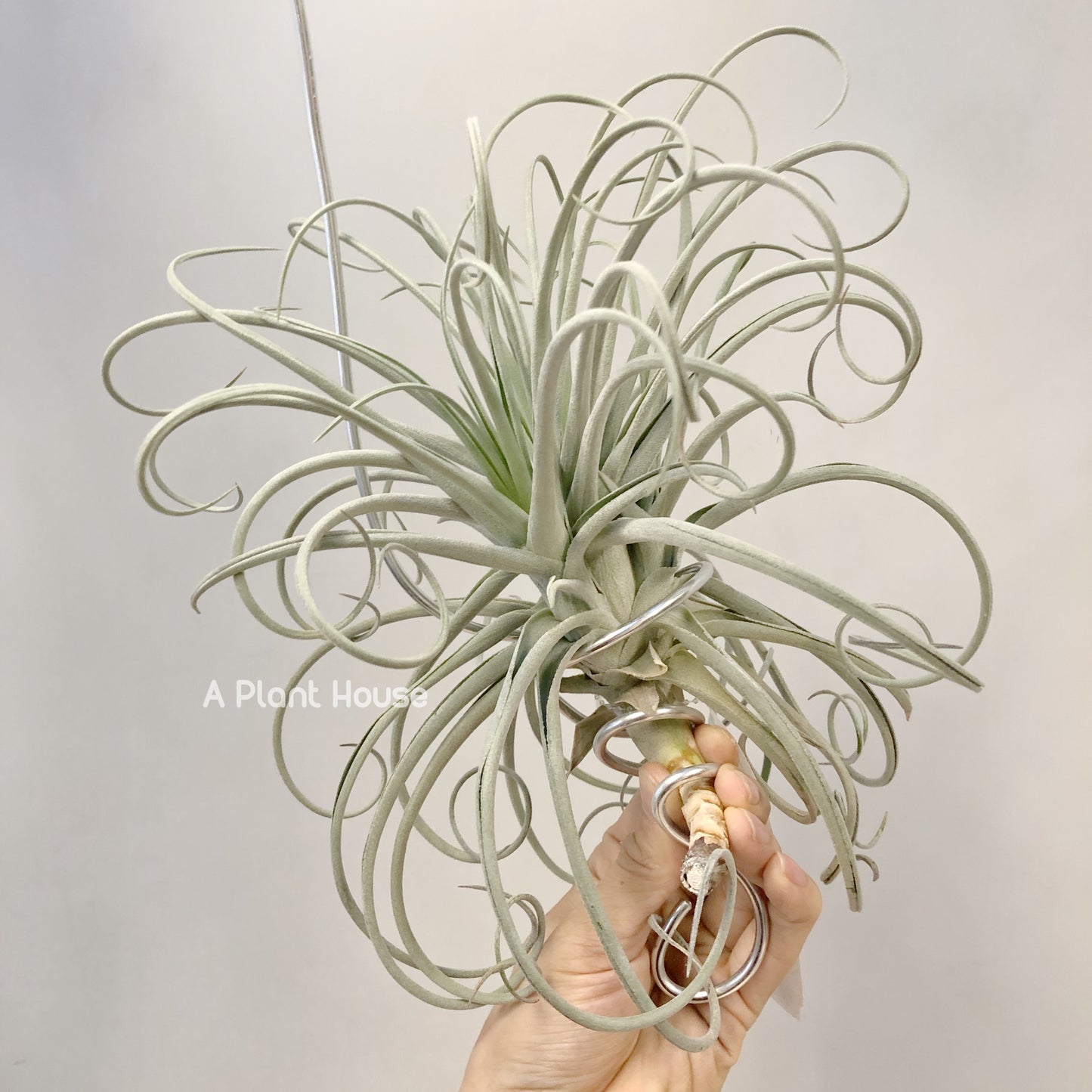 Tillandsia Lilac Spire