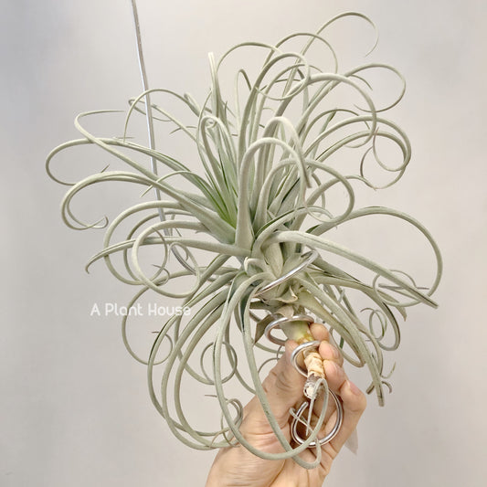 Tillandsia Lilac Spire