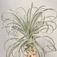 Tillandsia Lilac Spire