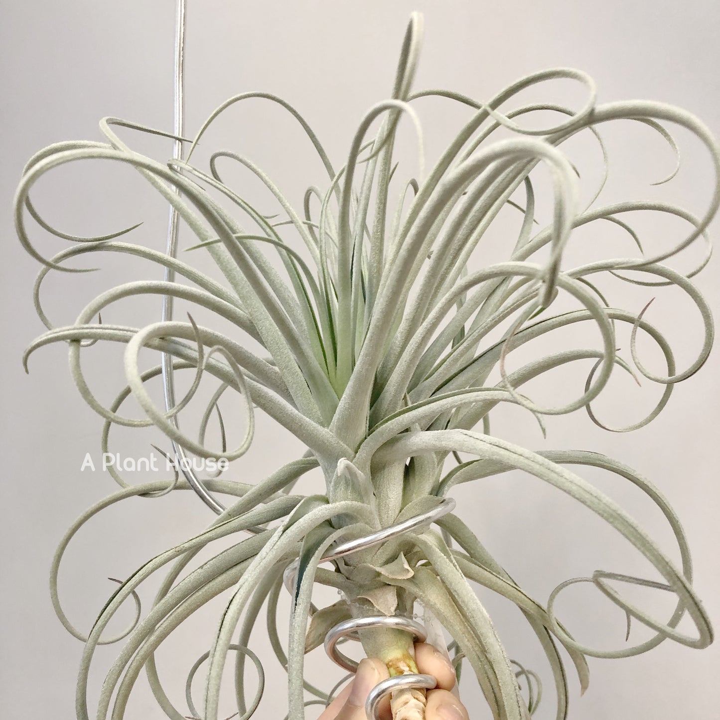 Tillandsia Lilac Spire