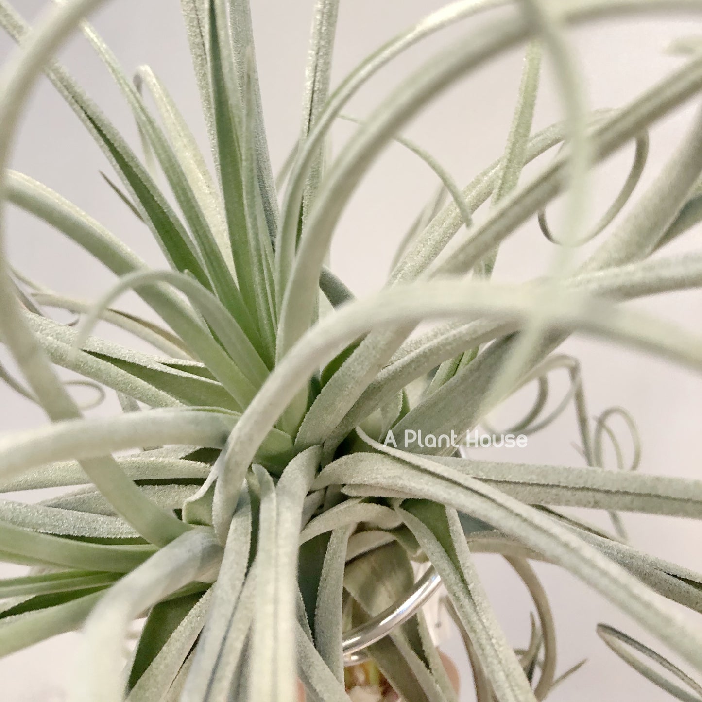 Tillandsia Lilac Spire