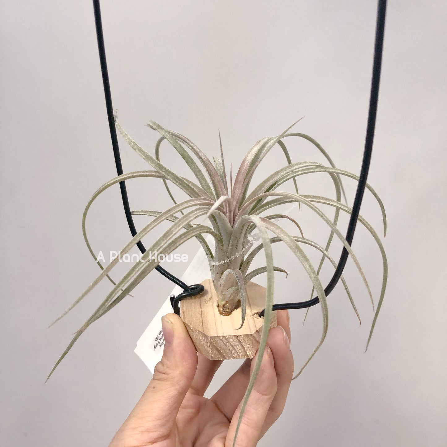 Tillandsia Mordor Fire